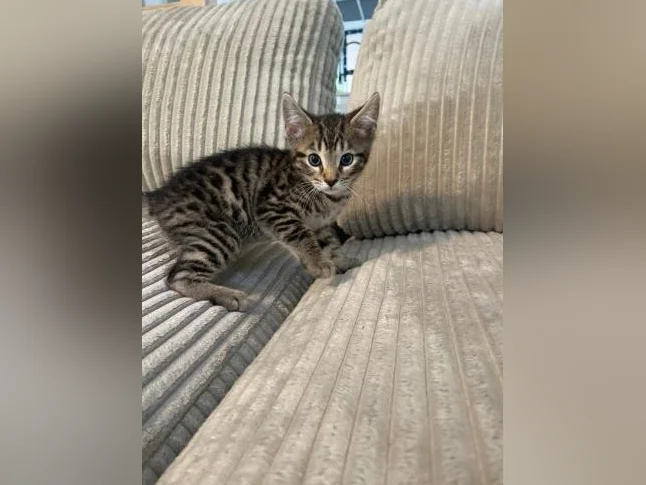 Bebe bengal thumbnail 4