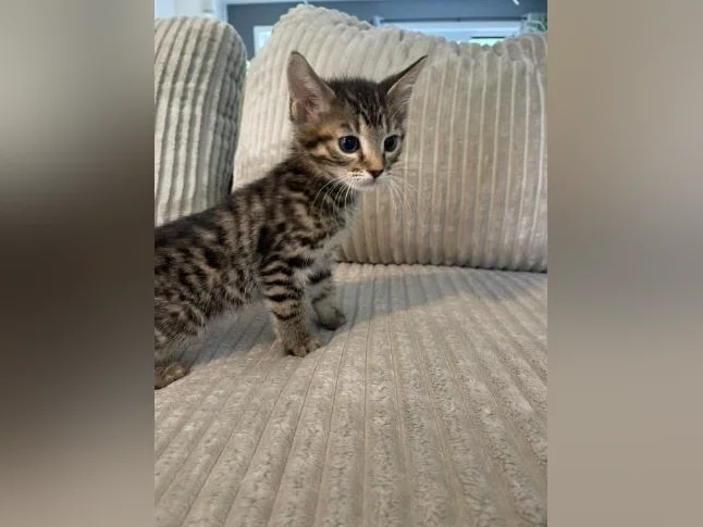 Bebe bengal thumbnail 2