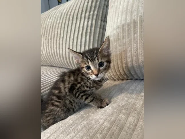 Bebe bengal