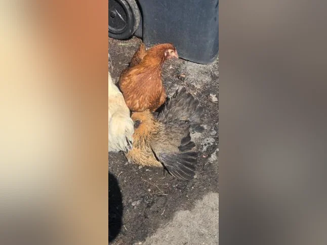 Poussin easter egger brahma ameraucana thumbnail 2