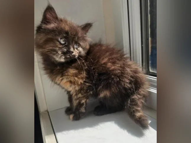 Dernière !! Chatonne Maincoon X ❤️ thumbnail 3
