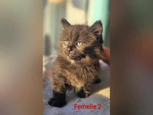 Dernière !! Chatonne Maincoon X ❤️ thumbnail 6