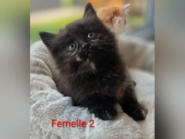Dernière !! Chatonne Maincoon X ❤️ thumbnail 2
