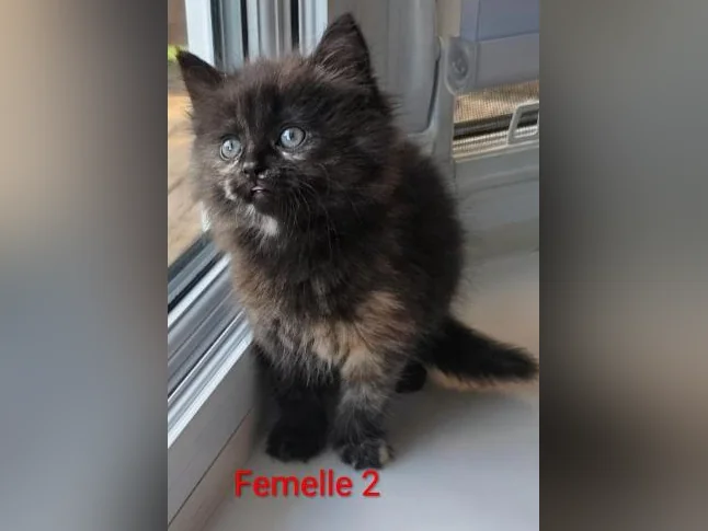 Dernière !! Chatonne Maincoon X ❤️ thumbnail 4