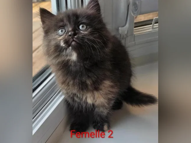 Dernière !! Chatonne Maincoon X ❤️ thumbnail 5