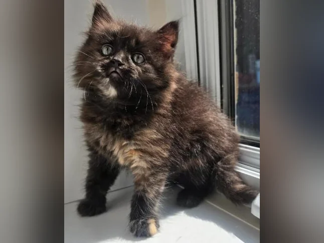 Dernière !! Chatonne Maincoon X ❤️