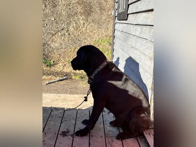 Chien labrador