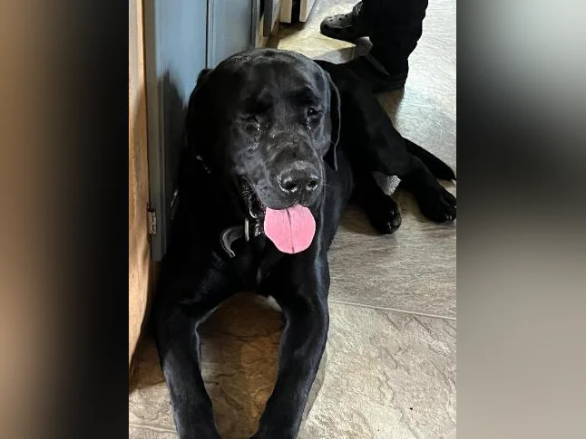Chien labrador thumbnail 2