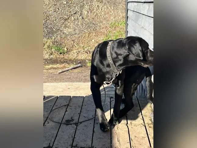 Chien labrador thumbnail 3
