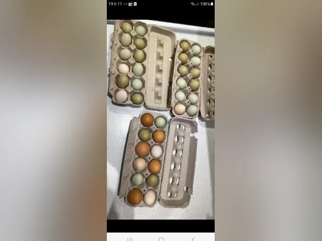 Oeufs de poules thumbnail 2