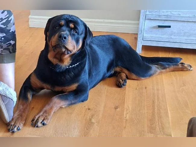 Chiots Rottweiler a vendre (male 1500 $ femelle 1300$ )sans obligation a la sterelisation thumbnail 5