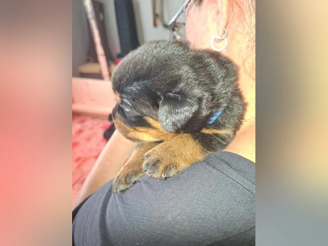 Chiots Rottweiler a vendre (male 1500 $ femelle 1300$ )sans obligation a la sterelisation thumbnail 2
