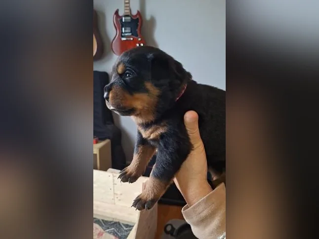 Chiots Rottweiler a vendre (male 1500 $ femelle 1300$ )sans obligation a la sterelisation thumbnail 3