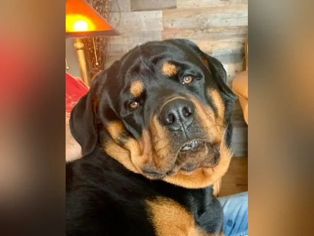 Chiots Rottweiler a vendre (male 1500 $ femelle 1300$ )sans obligation a la sterelisation thumbnail 4