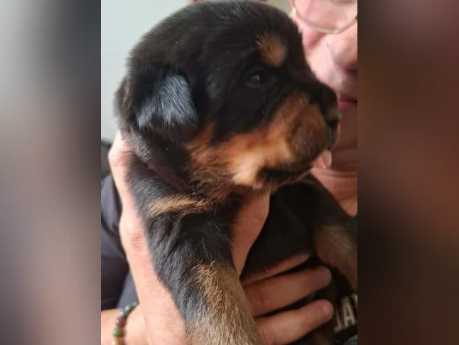 Chiots Rottweiler a vendre (male 1500 $ femelle 1300$ )sans obligation a la sterelisation