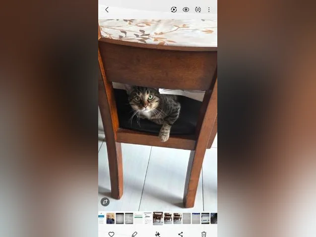 Chat bengal thumbnail 4