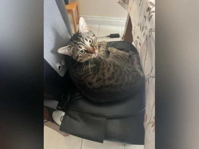 Chat bengal