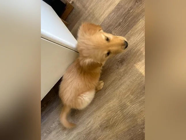 Chiots Golden Retriever à vendre thumbnail 3
