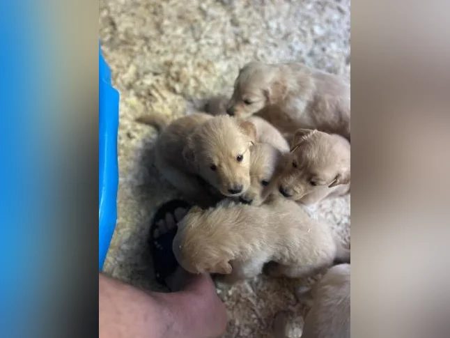 Chiots Golden Retriever à vendre