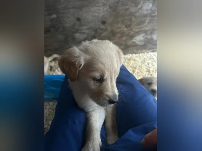 Chiots Golden Retriever à vendre thumbnail 2
