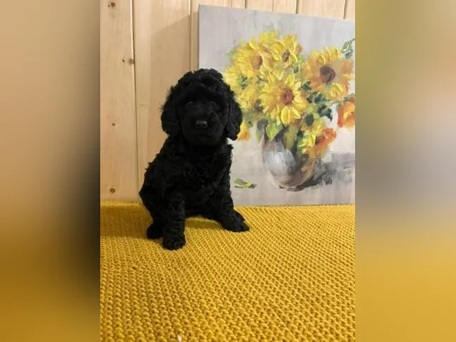 Chiots Caniche entre 15 et 25 livres thumbnail 3