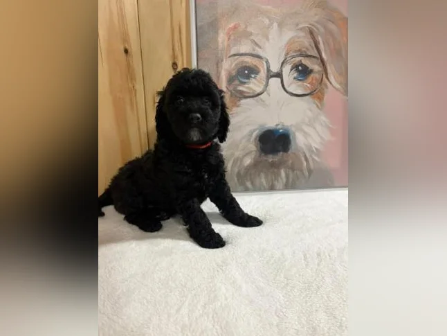 Chiots Caniche entre 15 et 25 livres thumbnail 5