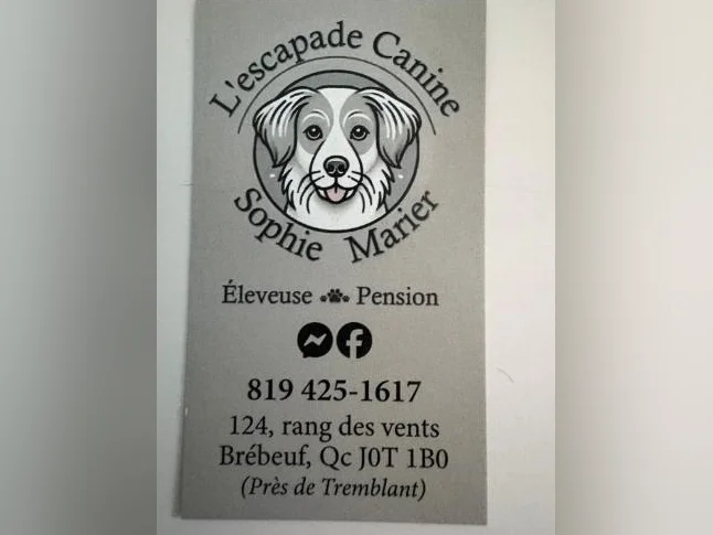Chiots Caniche entre 15 et 25 livres thumbnail 8