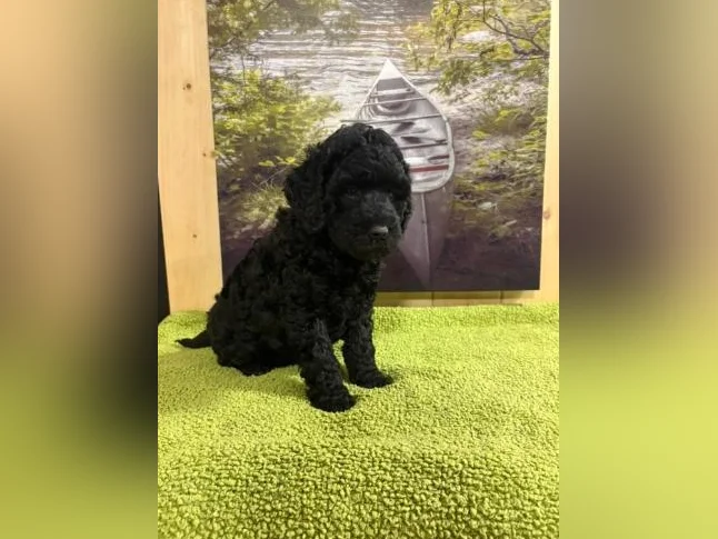 Chiots Caniche entre 15 et 25 livres
