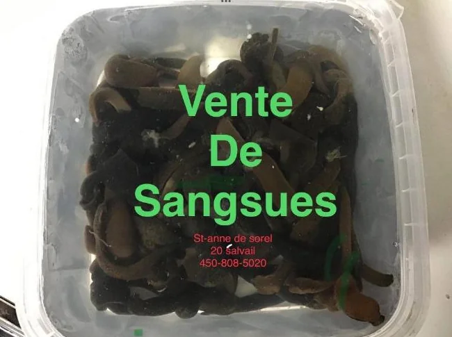 Sangsues