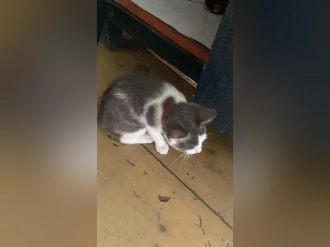 Chaton lynx bingal thumbnail 5