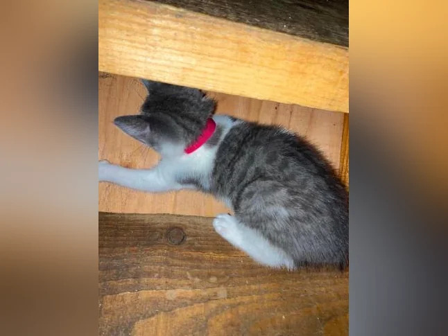 Chaton lynx bingal thumbnail 2