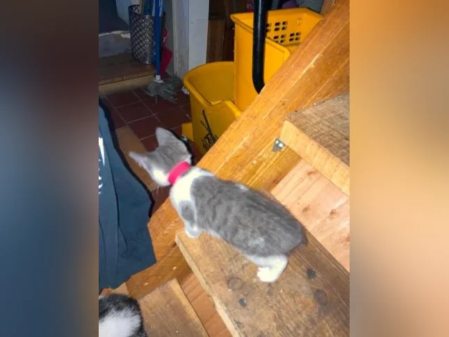 Chaton lynx bingal thumbnail 4