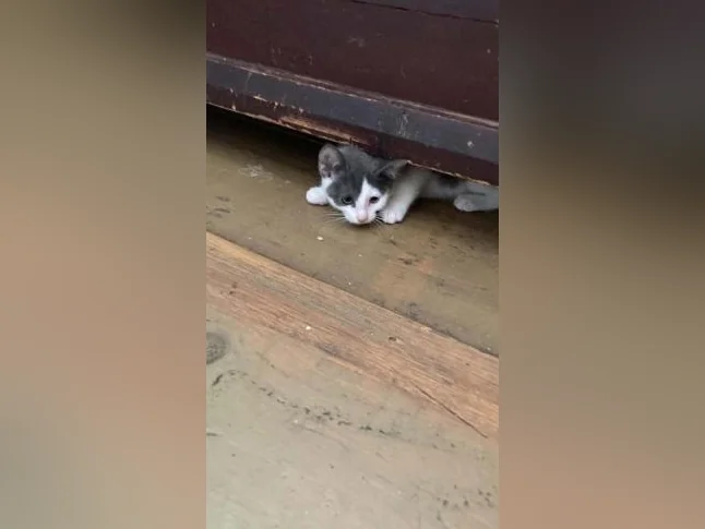Chaton lynx bingal thumbnail 3