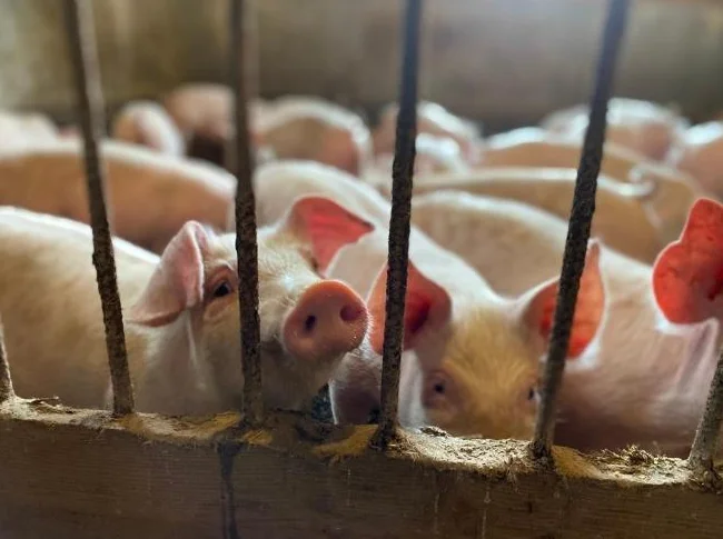 Porcelet/ Cochon/ Pig/ Piglets