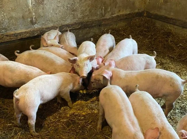 Porcelet/ Cochon/ Pig/ Piglets thumbnail 5