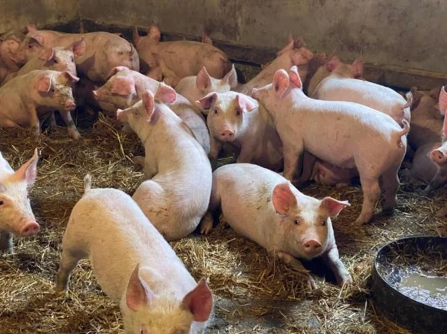 Porcelet/ Cochon/ Pig/ Piglets thumbnail 3