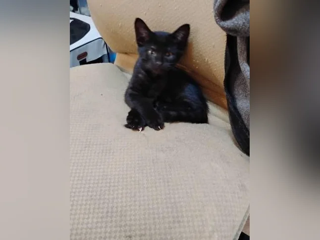 Deux adorables chatons à donner thumbnail 3