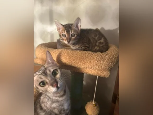 Bengal Brown thumbnail 6
