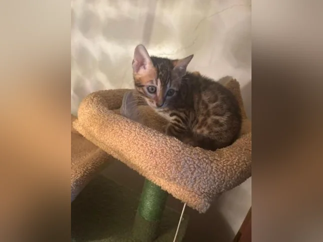 Bengal Brown thumbnail 7