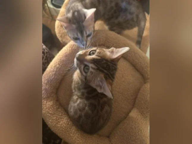 Bengal Brown thumbnail 8