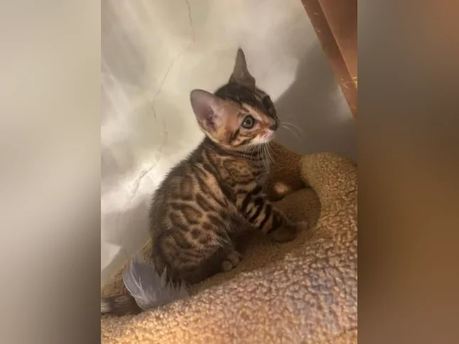 Bengal Brown thumbnail 3