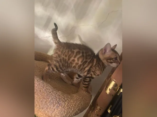 Bengal Brown thumbnail 9