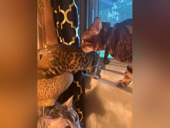 Bengal Brown thumbnail 2