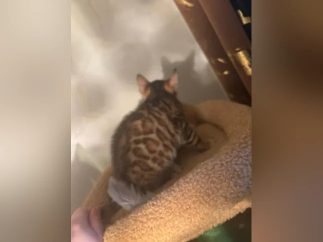 Bengal Brown thumbnail 4