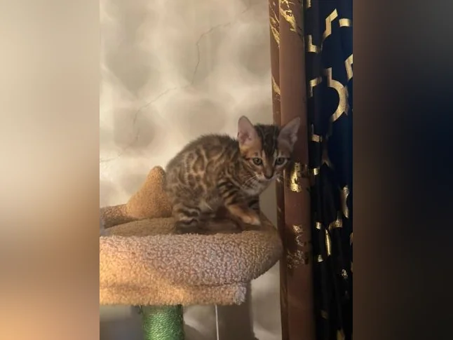 Bengal Brown thumbnail 10