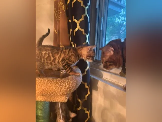 Bengal Brown