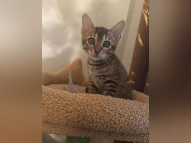 Bengal Brown thumbnail 5