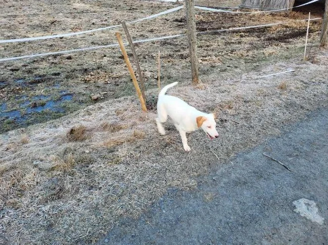 Chiot jack russell Parson thumbnail 2