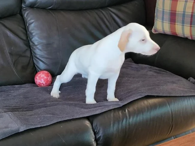 Chiot jack russell Parson