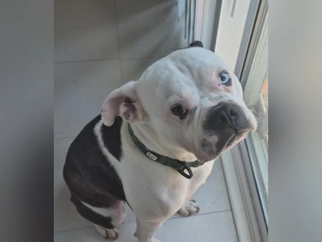 Chien mâle 4 ans 1/2